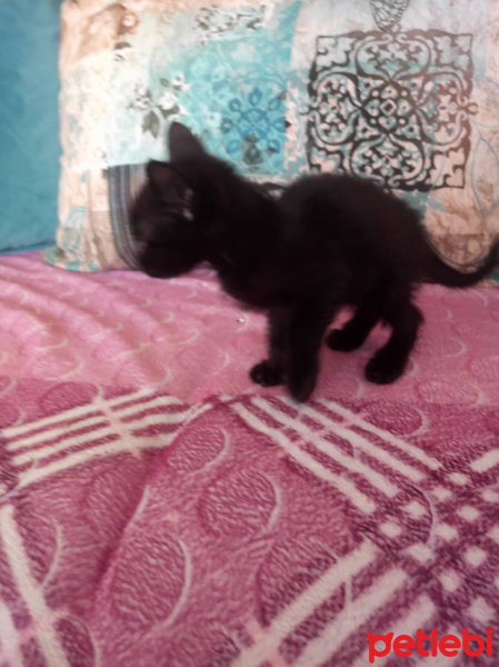 Bombay, Kedi  Gece fotoğrafı
