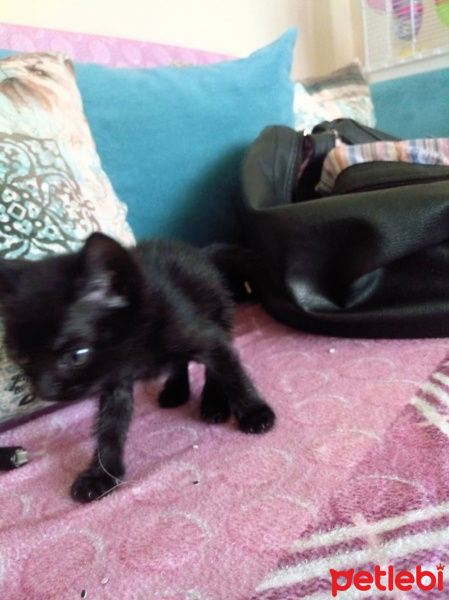 Bombay, Kedi  Gece fotoğrafı