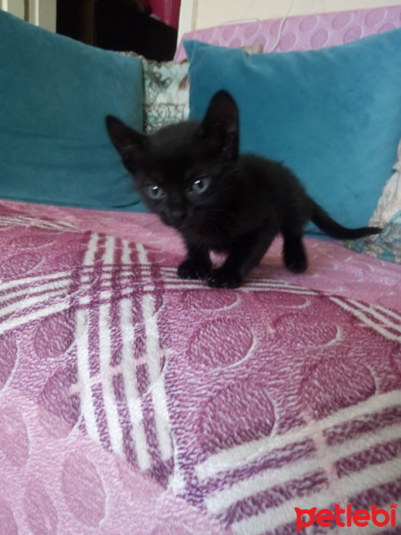 Bombay, Kedi  Gece fotoğrafı