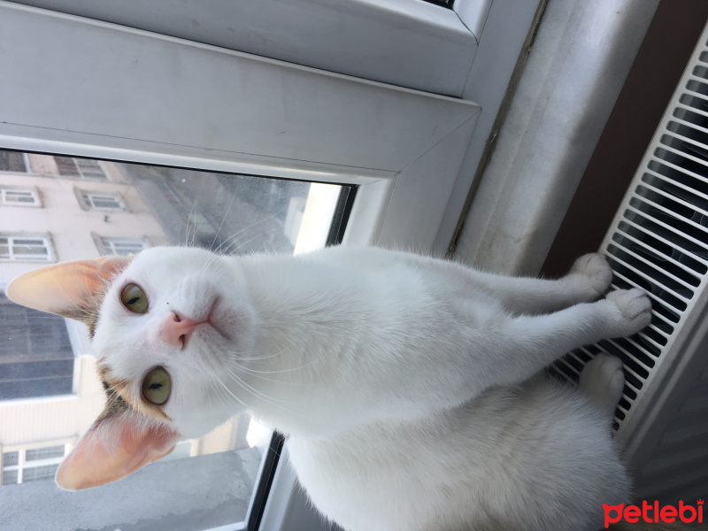 Tekir Kedi, Kedi  Şanslı fotoğrafı