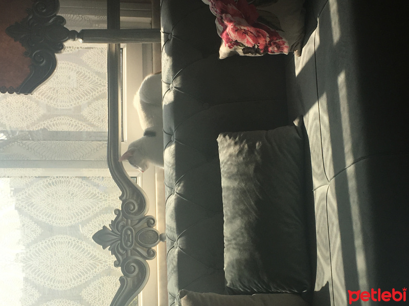 Tekir Kedi, Kedi  Şanslı fotoğrafı