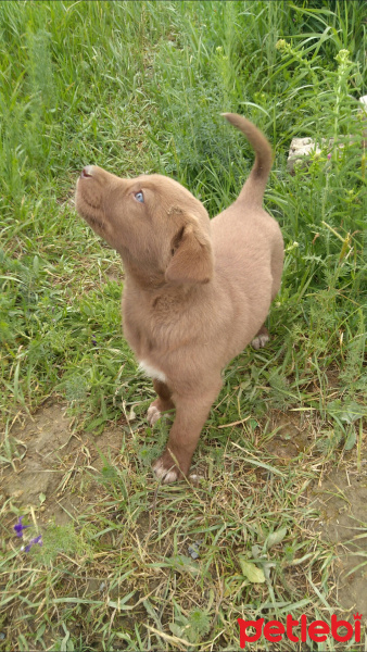 Labrador Retriever, Köpek  Adi yok 2haftalik fotoğrafı