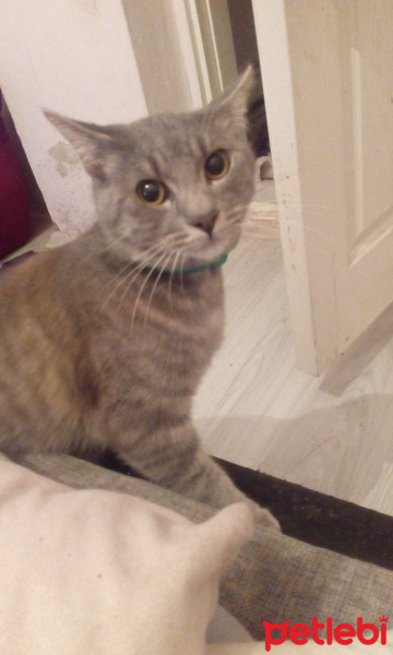 Siyam Kedisi, Kedi  duman fotoğrafı