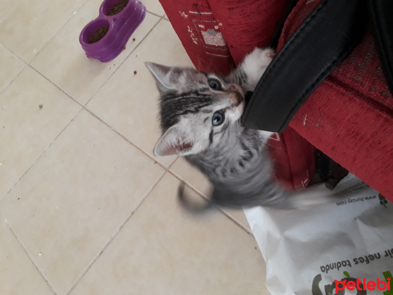 American Shorthair, Kedi  Pıtır fotoğrafı