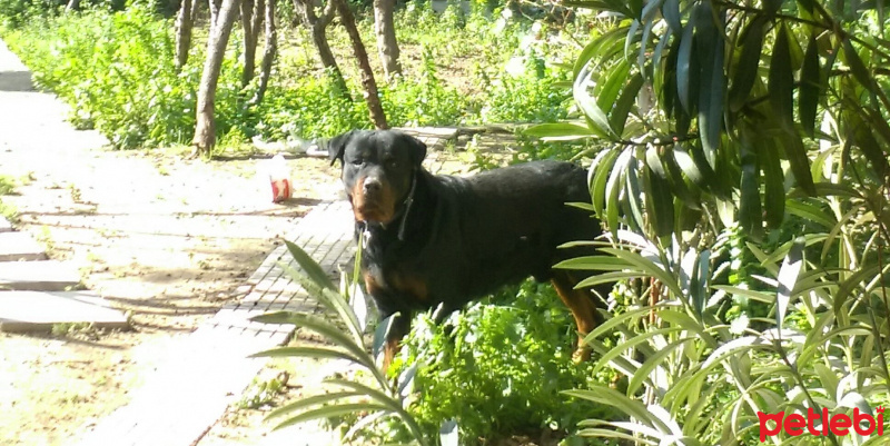 Rottweiler, Köpek  Tomas fotoğrafı