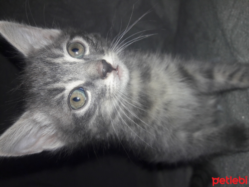 British Shorthair, Kedi  Duman fotoğrafı