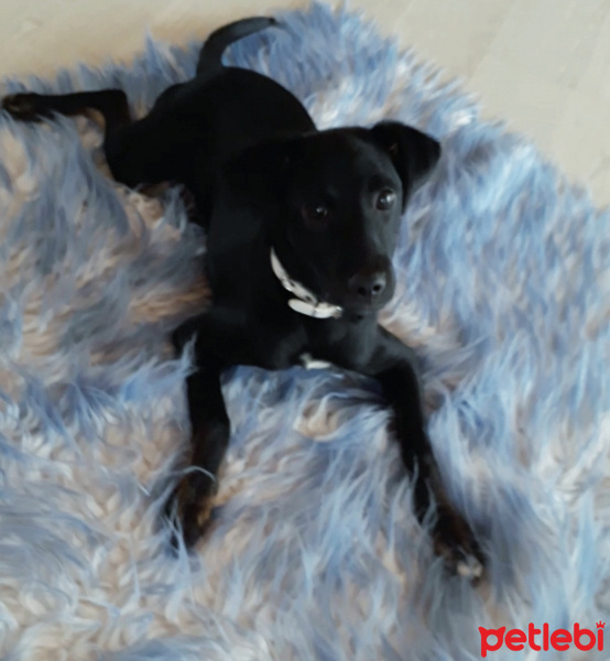 Sokö (Sokak Köpeği), Köpek  Leo fotoğrafı