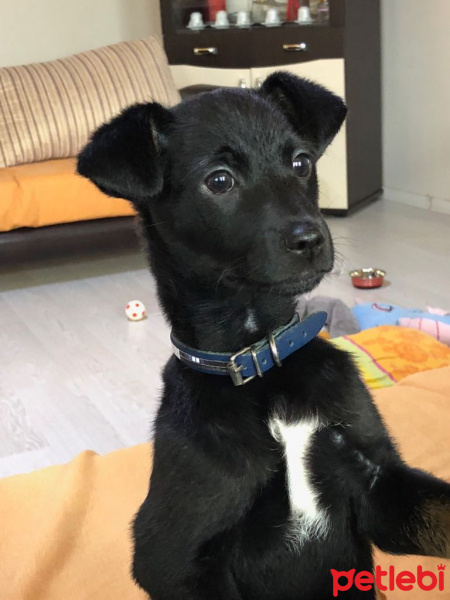 Sokö (Sokak Köpeği), Köpek  Leo fotoğrafı