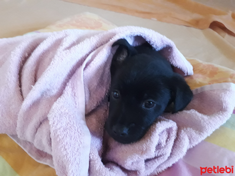 Sokö (Sokak Köpeği), Köpek  Leo fotoğrafı