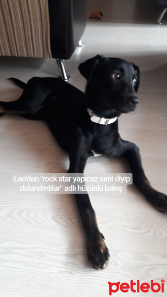 Sokö (Sokak Köpeği), Köpek  Leo fotoğrafı