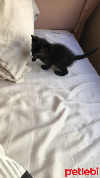 Bombay, Kedi  Henüz adı yok:) fotoğrafı