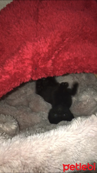 Bombay, Kedi  Henüz adı yok:) fotoğrafı