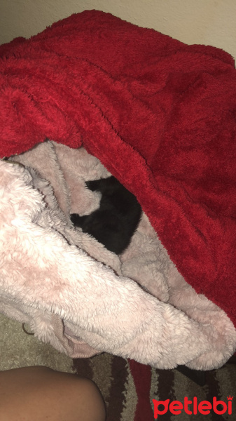 Bombay, Kedi  Henüz adı yok:) fotoğrafı