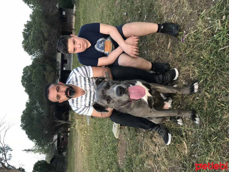 Cane Corso Italiano, Köpek  Zeus fotoğrafı