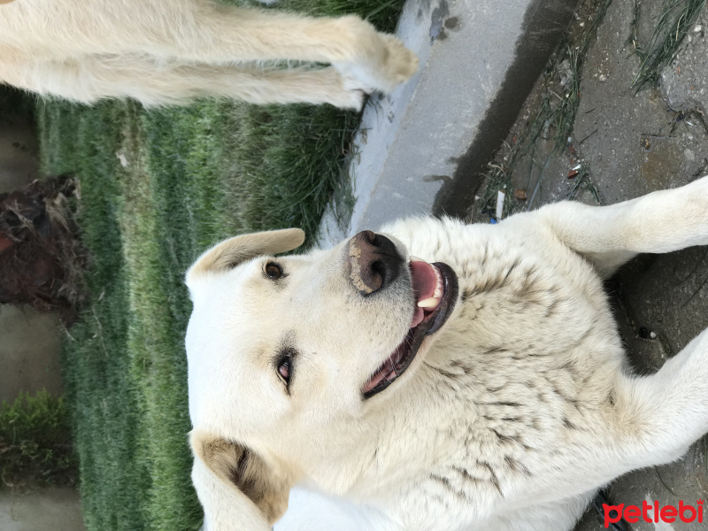 Labrador Retriever, Köpek  Korsan fotoğrafı