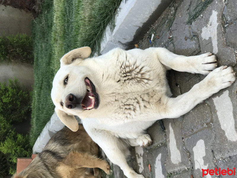 Labrador Retriever, Köpek  Korsan fotoğrafı