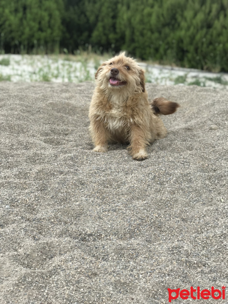 Tibet Terrieri, Köpek  Mazlum fotoğrafı
