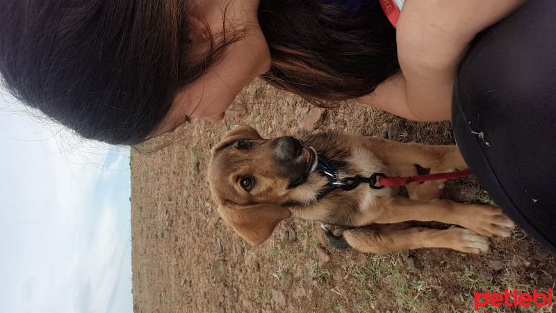 Alman Çoban Köpeği, Köpek  Arthemis fotoğrafı