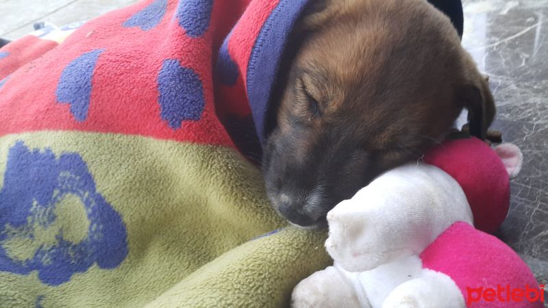 Alman Çoban Köpeği, Köpek  Arthemis fotoğrafı