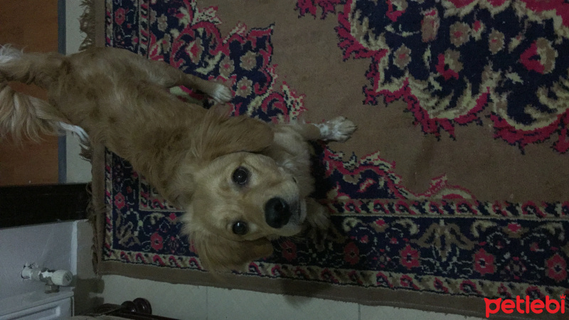 İngiliz Cocker Spaniel, Köpek  Chappie fotoğrafı