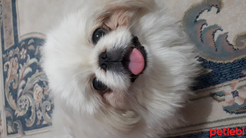 Pekingese, Köpek  KÖPÜK fotoğrafı