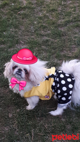 Pekingese, Köpek  KÖPÜK fotoğrafı