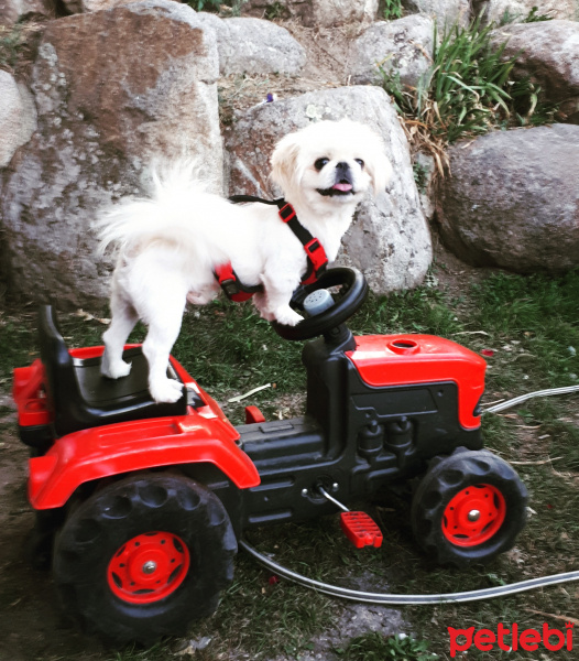 Pekingese, Köpek  KÖPÜK fotoğrafı