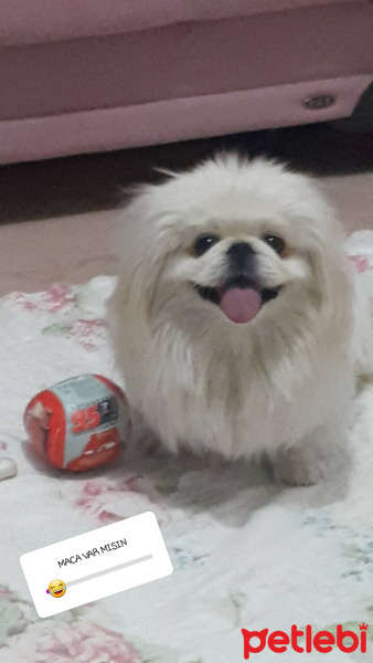 Pekingese, Köpek  KÖPÜK fotoğrafı