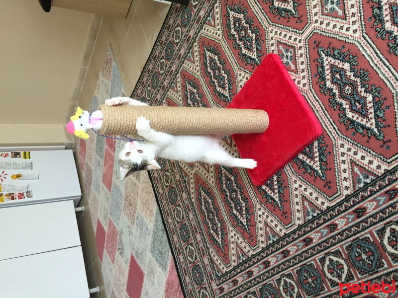 Tekir Kedi, Kedi  Visky fotoğrafı