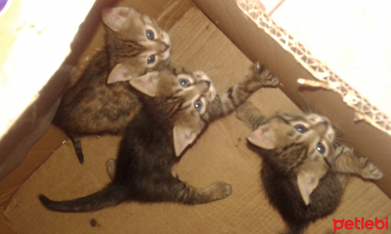 Tekir Kedi, Kedi  isimleri yok fotoğrafı