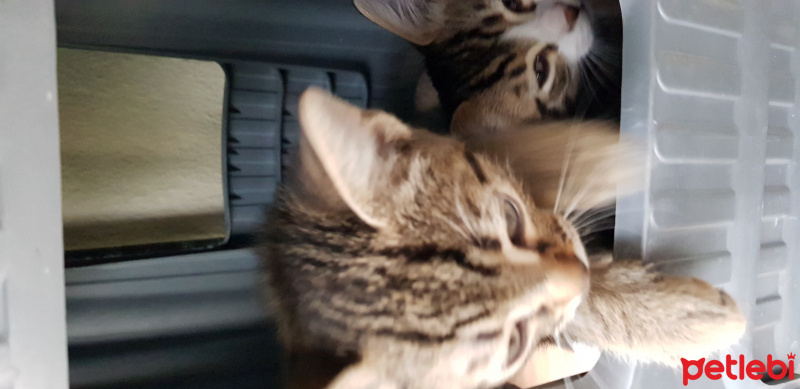 Tekir Kedi, Kedi  Zeyna, fotoğrafı