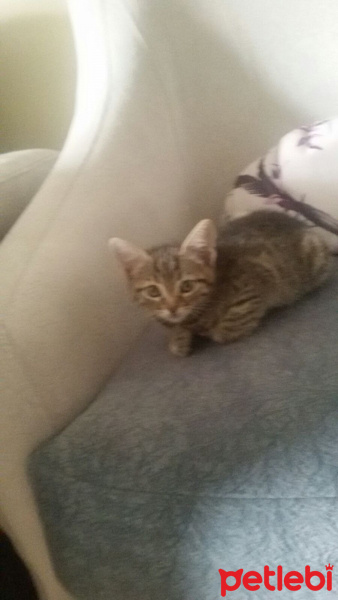 Tekir Kedi, Kedi  Zeyna, fotoğrafı