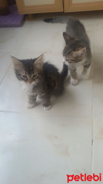 Tekir Kedi, Kedi  Zeyna, fotoğrafı