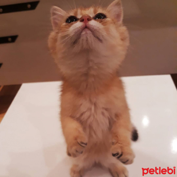 British Shorthair, Kedi  Henüz isimsizler fotoğrafı