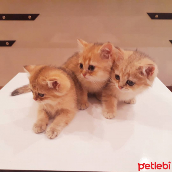 British Shorthair, Kedi  Henüz isimsizler fotoğrafı
