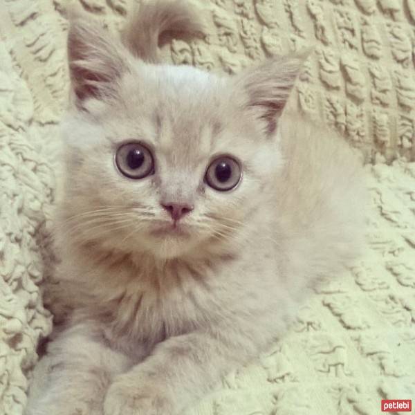 British Shorthair, Kedi  karemel fotoğrafı