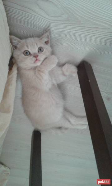 British Shorthair, Kedi  karemel fotoğrafı