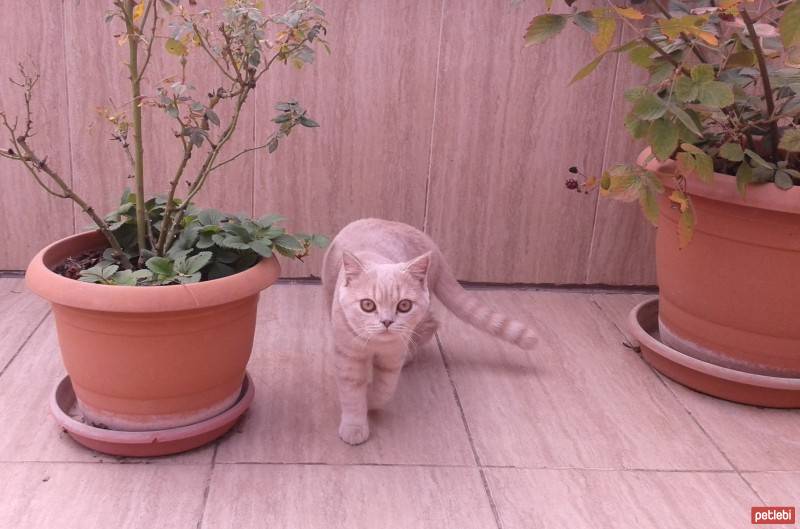 British Shorthair, Kedi  karemel fotoğrafı