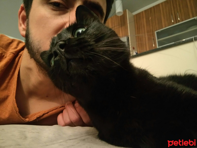 Bombay, Kedi  Gece fotoğrafı