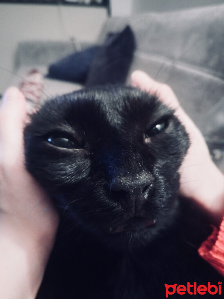 Bombay, Kedi  Gece fotoğrafı