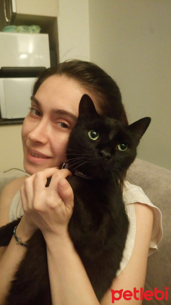 Bombay, Kedi  Gece fotoğrafı