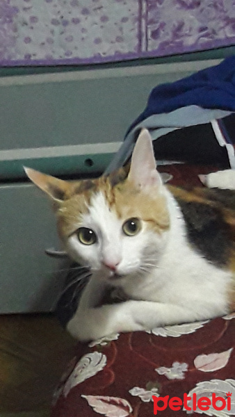 Tekir Kedi, Kedi  Leydi fotoğrafı