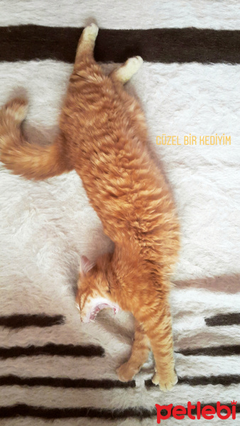 Tekir Kedi, Kedi  Baykuş fotoğrafı