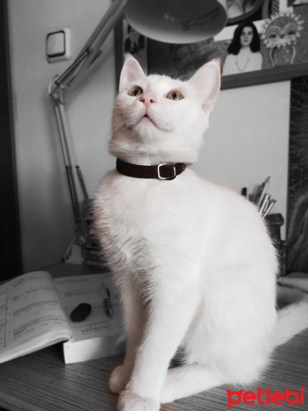 Ankara Kedisi, Kedi  Leydi fotoğrafı
