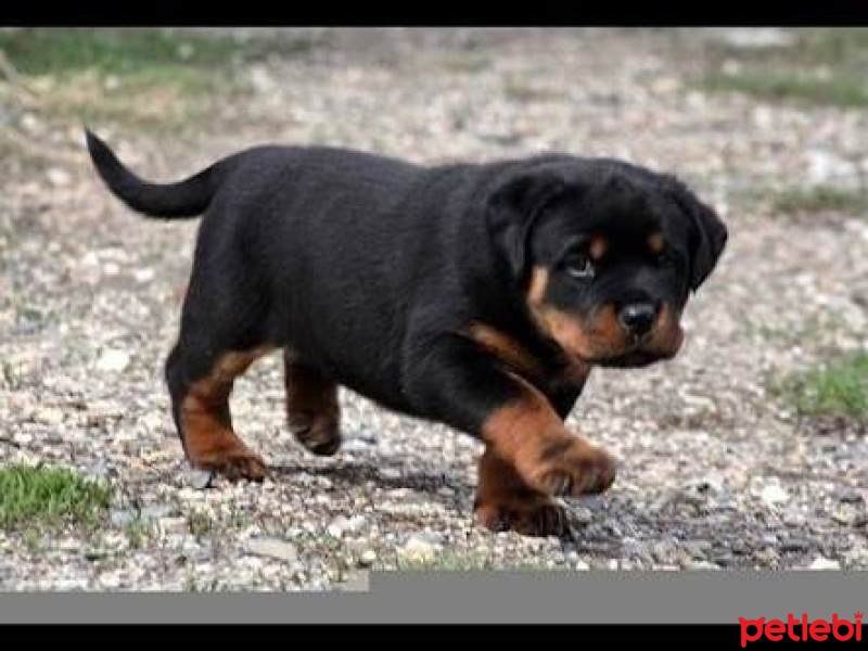 Rottweiler, Köpek  Meks fotoğrafı