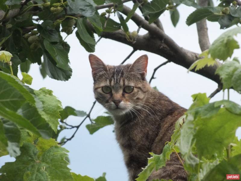 Tekir Kedi, Kedi  Sofi fotoğrafı