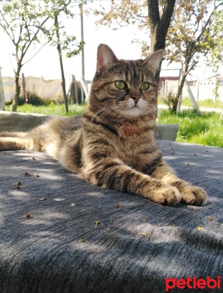 Tekir Kedi, Kedi  Sofi fotoğrafı