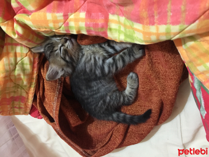 Tekir Kedi, Kedi  Gece fotoğrafı