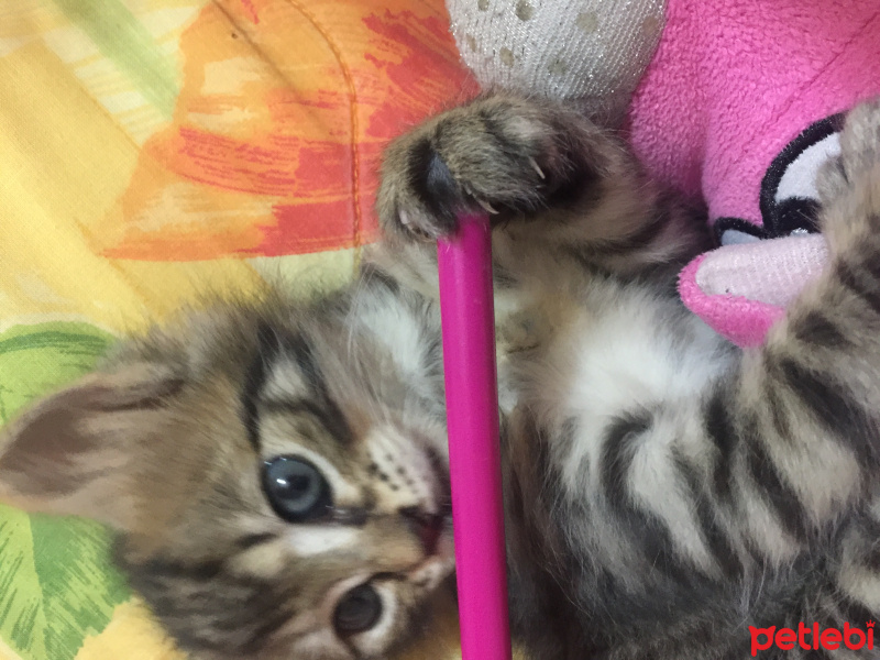 Tekir Kedi, Kedi  Gece fotoğrafı