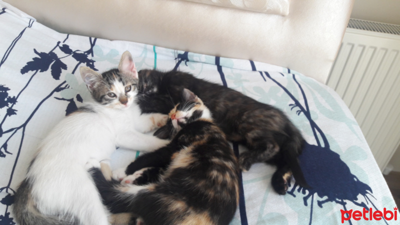 Tekir Kedi, Kedi  pamuk karabiber karaburun fotoğrafı